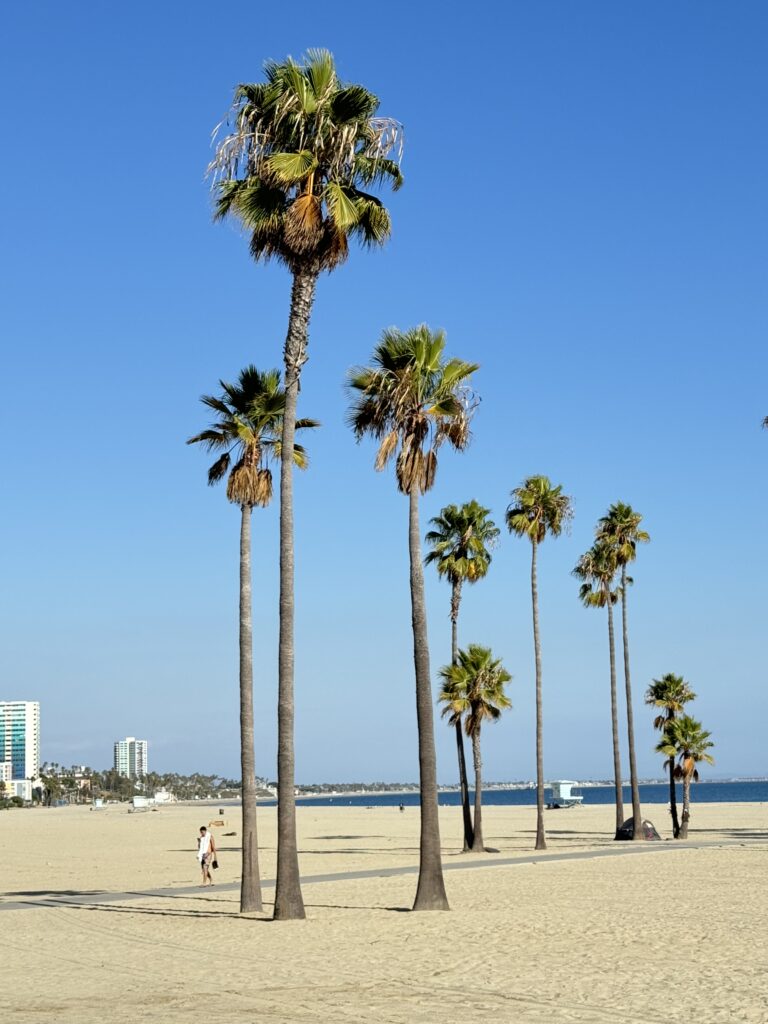 Tall palm trees standing under a clear blue sky, typical of the sunny California landscape.